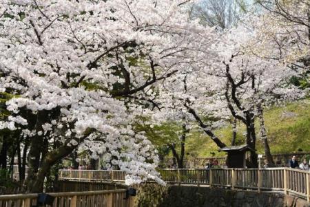 写真：桜