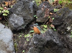 写真:カワセミ