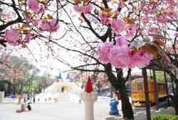 写真:飛鳥山公園