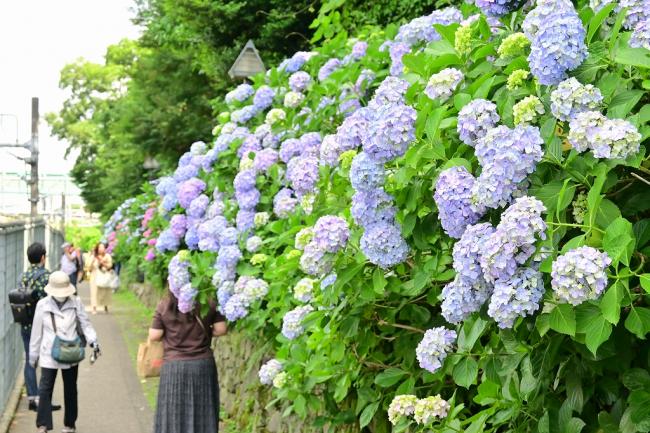 写真：&nbsp;6月3日撮影のアジサイの様子&nbsp;240606-1-1