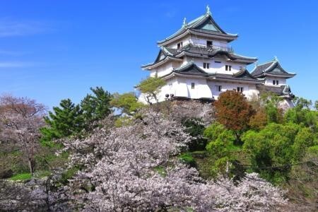 写真：和歌山城と桜
