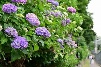 紫陽花の写真
