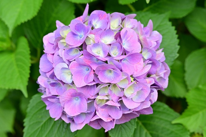 一輪の紫陽花の写真