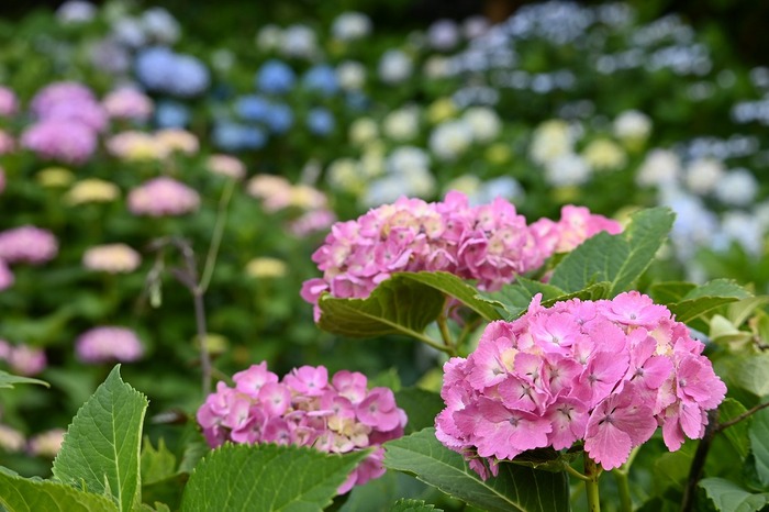 ピンク色も紫陽花の様子